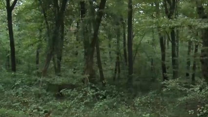 الأمن التركي يبحث عن جثة خاشقجي في غابة بلغراد