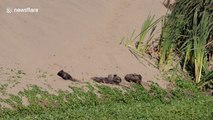 Playful family of river otters take a sand bath