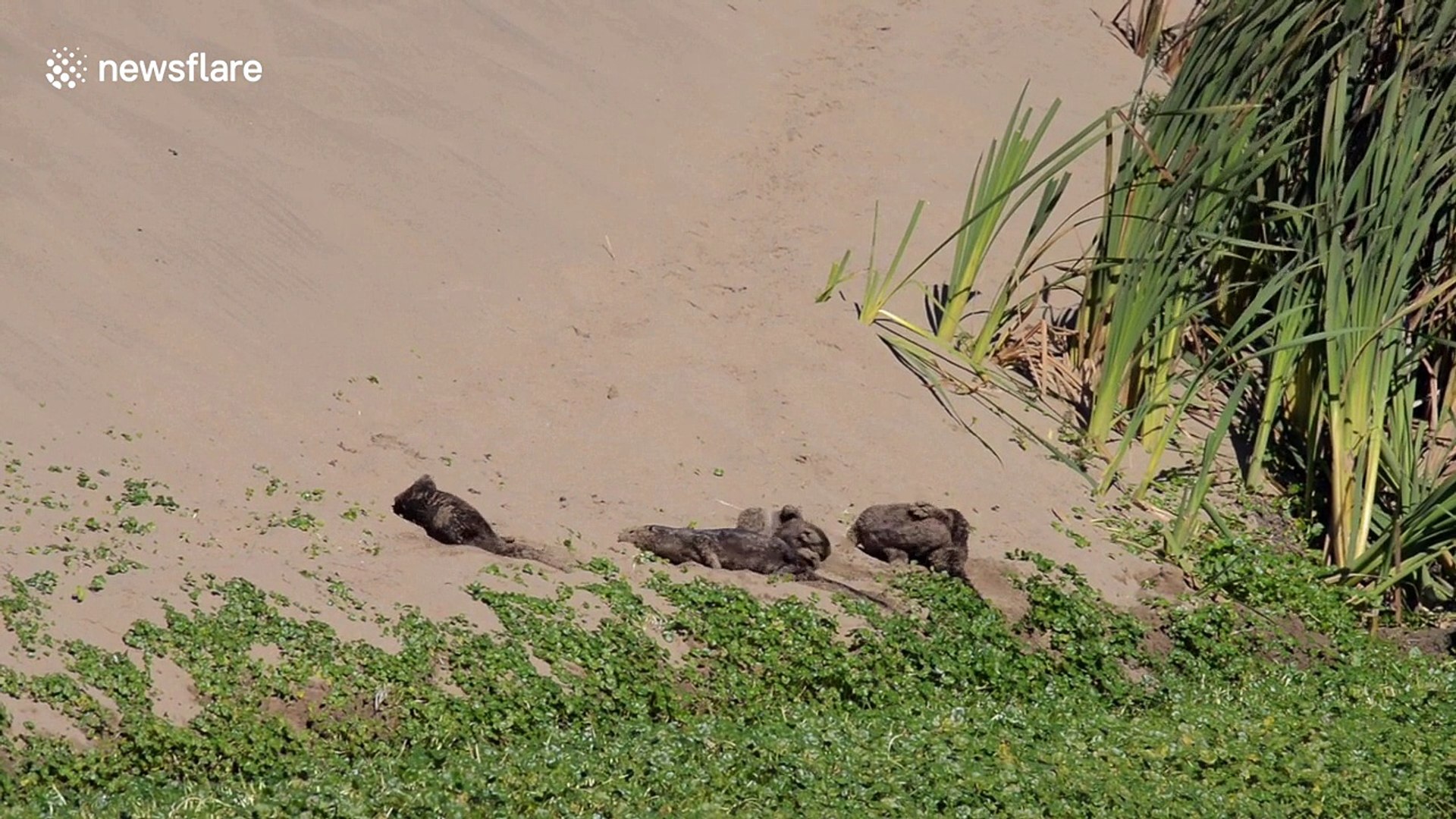 ⁣Playful family of river otters take a sand bath
