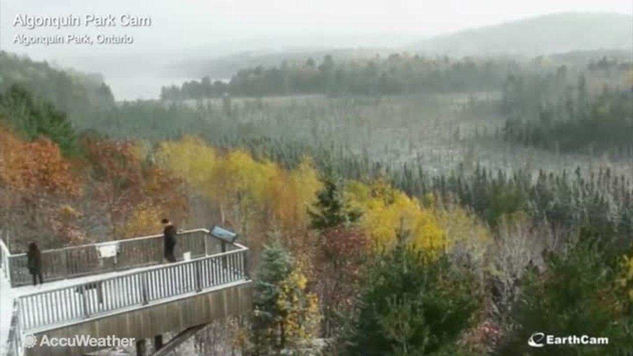 Timelapse shows snow falling on fall foliage
