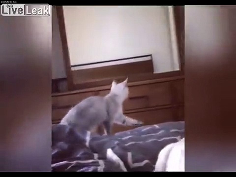 Ce chat découvre qu'il a des oreilles dans le miroir.. tellement mignon !