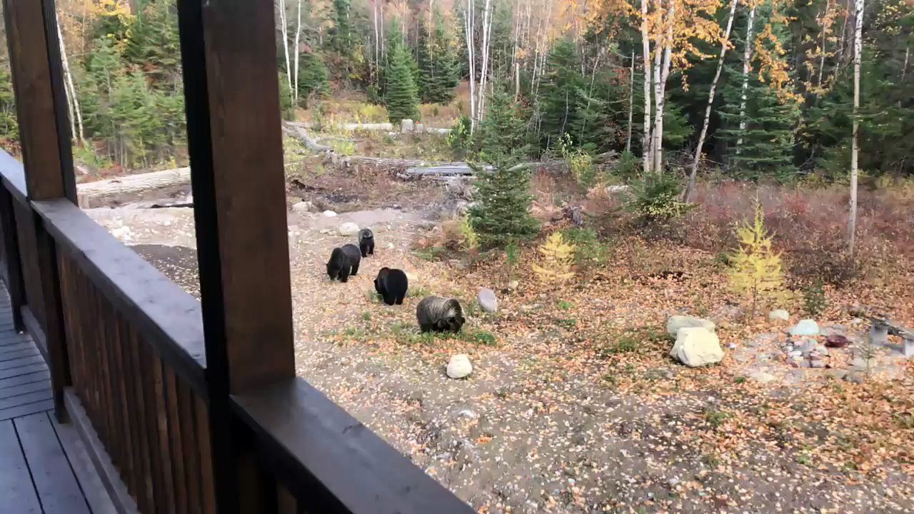 Bears Do Some Backyard Snacking