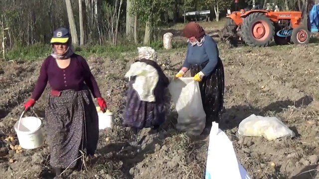 Patatesin Kilosu Tarlada 1, Pazarda 4 TL