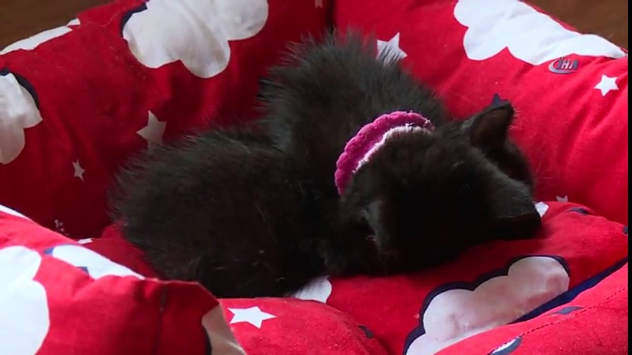 Rizeli Kadınlar Sokak Kedileri İçin Özel Ev Tuttu