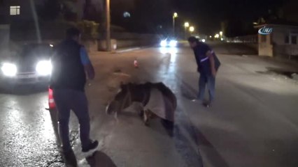 Hamile Atı Sokak Ortasına Bırakıp Gittiler