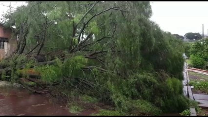 Rua no Brasília é interditada por queda de árvore