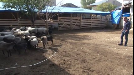 Üniversiteyi Bıraktı, Rusya'dan Soğuğa Dayanıklı Koyun Getirdi, Çoban Oldu