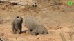 Un éléphant assoiffé plonge la tête dans la terre à la recherche d'eau