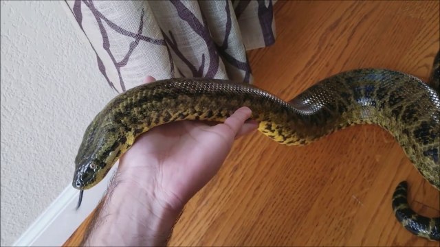 Il nous montre que les anacondas peuvent etre sympa