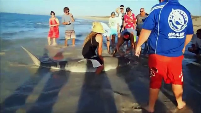 3 hommes viennent sauver un requin échoué sur la plage