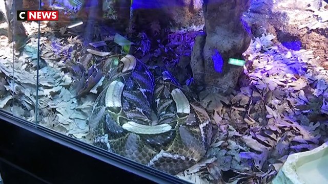 Poison : la nouvelle exposition du Palais de la découverte