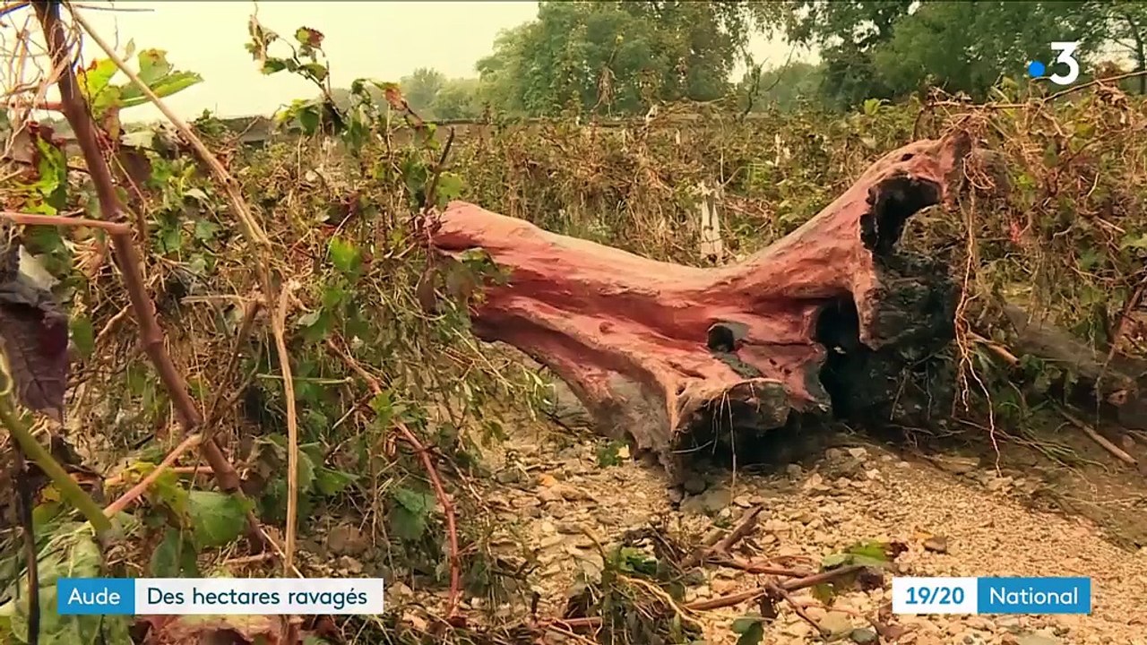 Aude : des hectares ravagés après les inondations