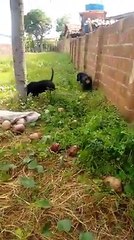 HOMEM VAI ROUBAR CÔCO NA CASA DA VIZINHA E ELA SOLTA OS PITBULLS KKKK
