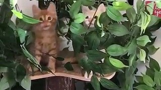 Orman'da avlanan kediler - Jungle kittens hunting for birds