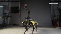 This robot dog has better dance moves than you