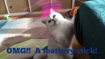Cute Cat Alert! Frustrated cat is desperate to catch his toy