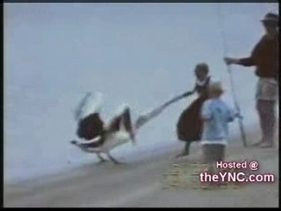 Birds! =)))