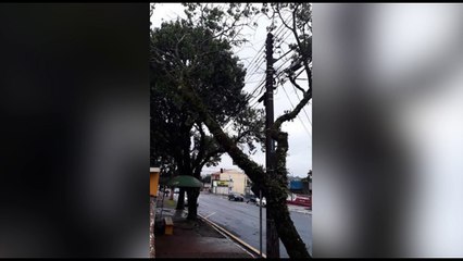 Árvore é cortada na Rua Jorge Lacerda