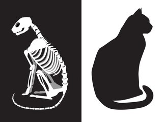 La ciencia en Big Bang: ¿Qué es la paradoja de Schrödinger?