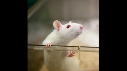 Día Internacional del Animal de Laboratorio