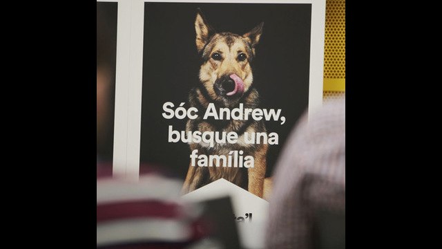 Valencia fomenta la adopción de mascotas usando fotografías de animales reales