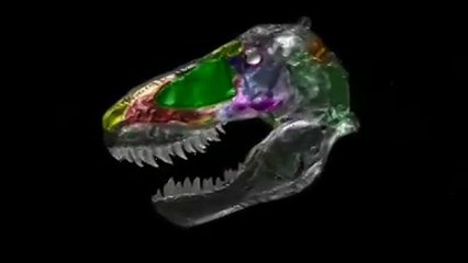 Dentro de la cabeza de un tiranosaurio