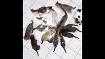 Una mujer vivía con 180 gatos en su piso