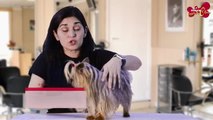 Consejos para cuidar el pelo del perro