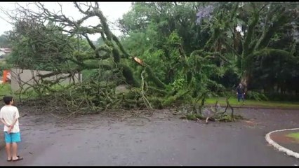 Queda de árvore compromete rede elétrica e trânsito no Nova Cidade