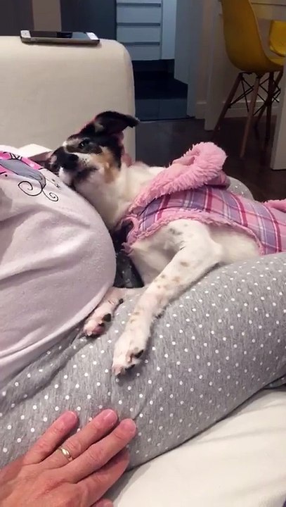 Un chien qui montre de l'interet pour un bébé dans le ventre de sa maitresse