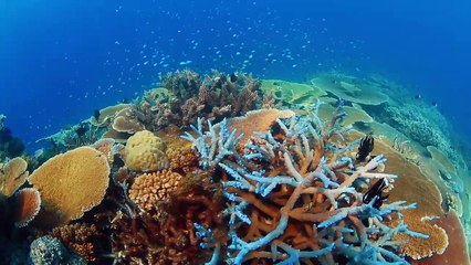 Dream The Future Series 2 1  of  8 Oceans   of   the Future