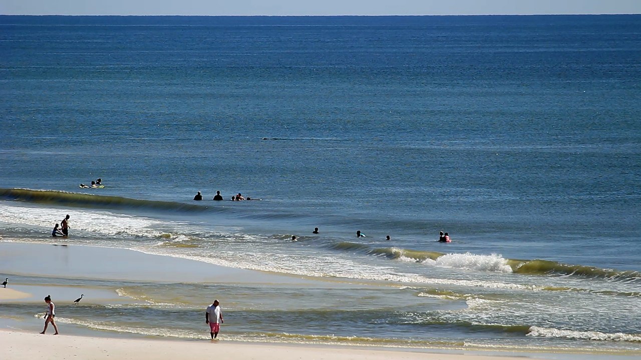 Dauphins de Seagrove 2018