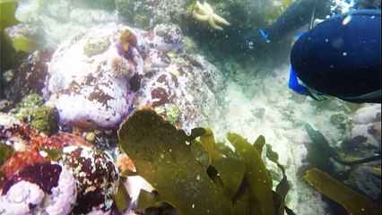 S.African divers risk all in illegal search for abalone