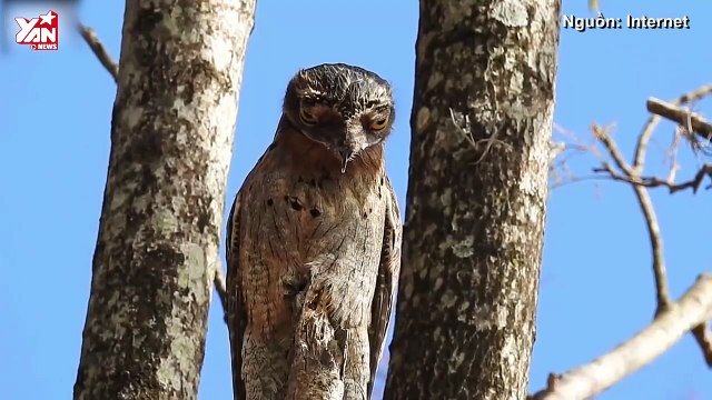 Khám phá loài chim Potoo - 'Thánh meme' có gương mặt hờn dỗi cả thế giới