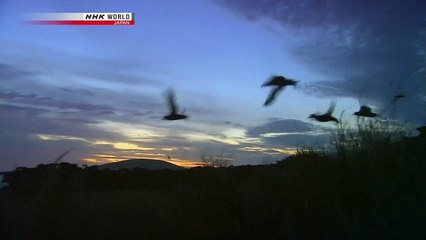 NHK Wildlife 2011 Secrets   of   the Ocean Aleutian Magic