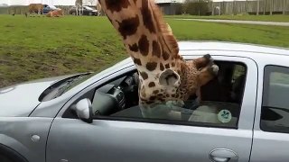Une girafe se coince la tête dans sa voiture... Et crac