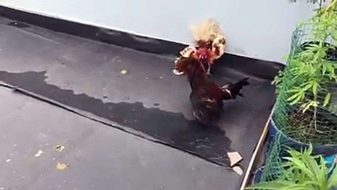 Very Funny fight of chicken,once time you must to watch it