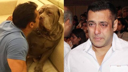 Salman Khan's most beautiful dog My Love passes away | FilmiBeat