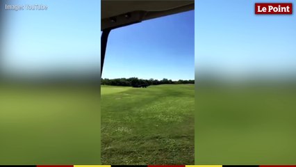 Un alligator s'invite sur un terrain de golf