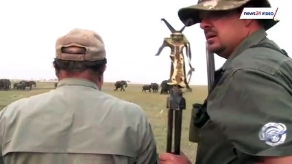 GRAPHIC WARNING - WATCH: 'Hit it between the eyes'- elephants charge at hunters after one shot down