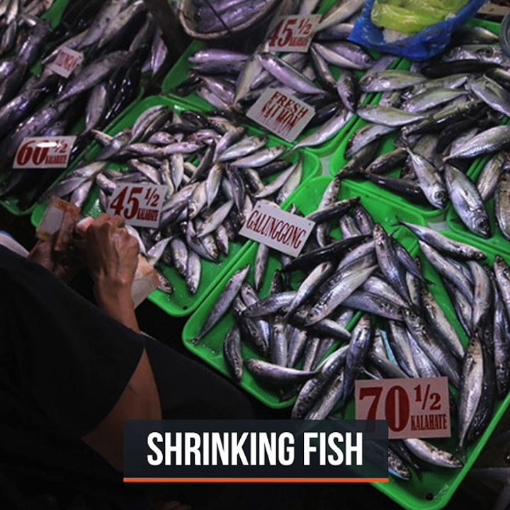 Philippine fish now more expensive, smaller – survey
