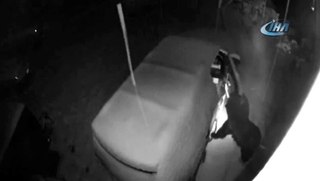 Otomobilin Meraklısı Ayı: Kapıyı Açıp İçeri Girdi