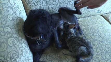 Köpek Yavru Kediyi Emzirip, Annelik Yapıyor