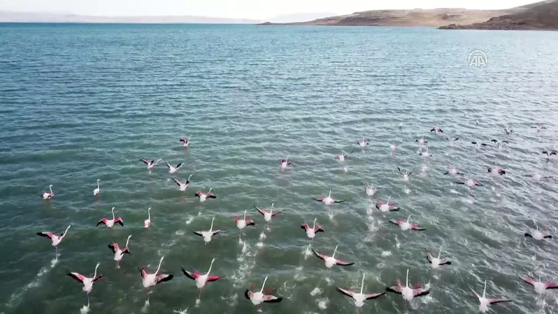 ⁣Van Gölü flamingoları ağırlıyor - VAN