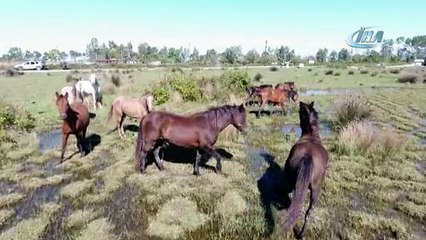 Drone gören atların şaşkınlığı