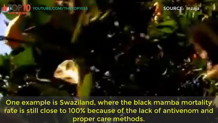 TOP 10 DEADLIEST ANIMALS IN SOUTH AFRICA , Rhino, Black Mamba, Buffalo, Crocodile,...