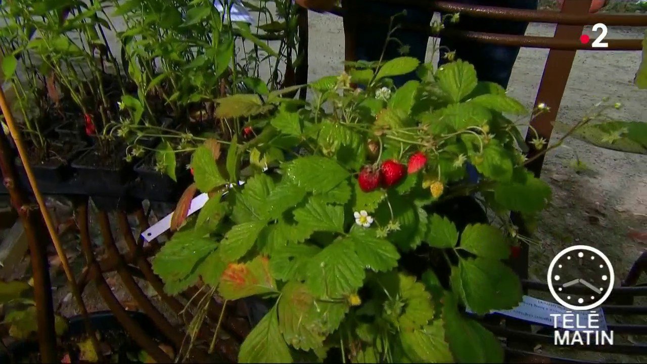 Jardin - La crème de la crème