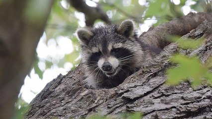 Waschbär hält die Polizei 2 Stunden lang auf Trab
