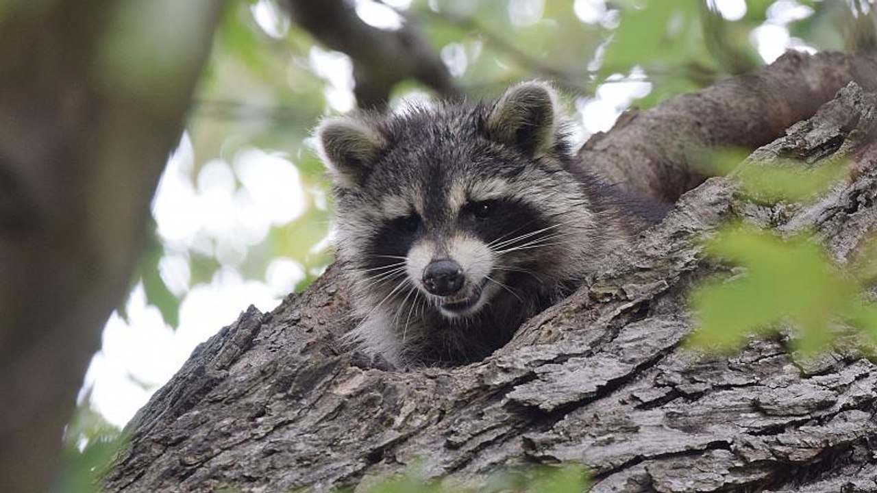 Waschbär hält die Polizei 2 Stunden lang auf Trab