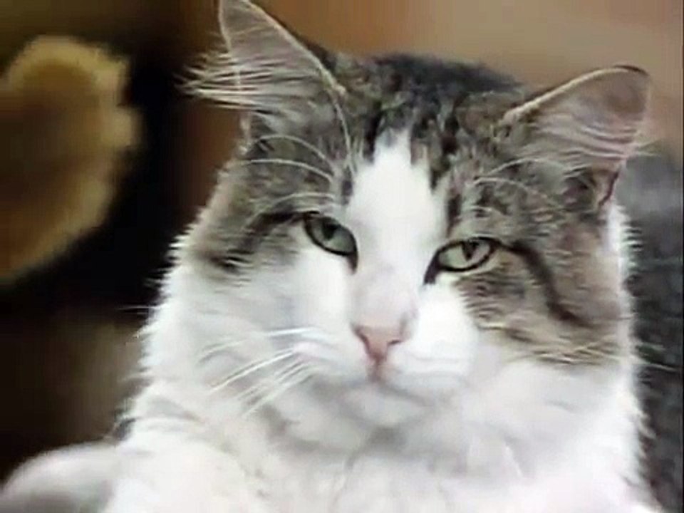 Alf Hypnotise le chat!
